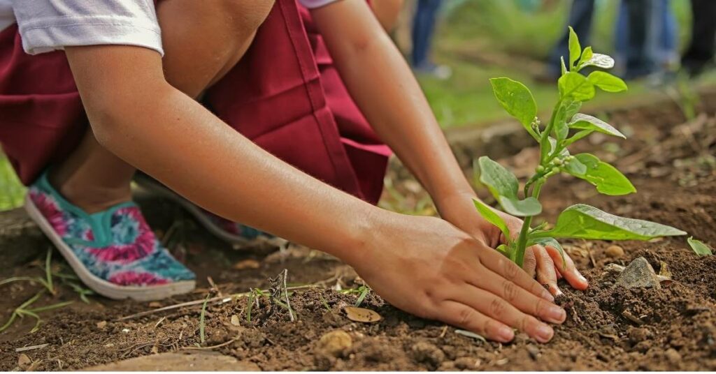Diferencias entre energía renovable y energía verde (Canva)